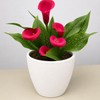 Calla Lily