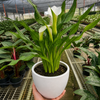 Calla Lily