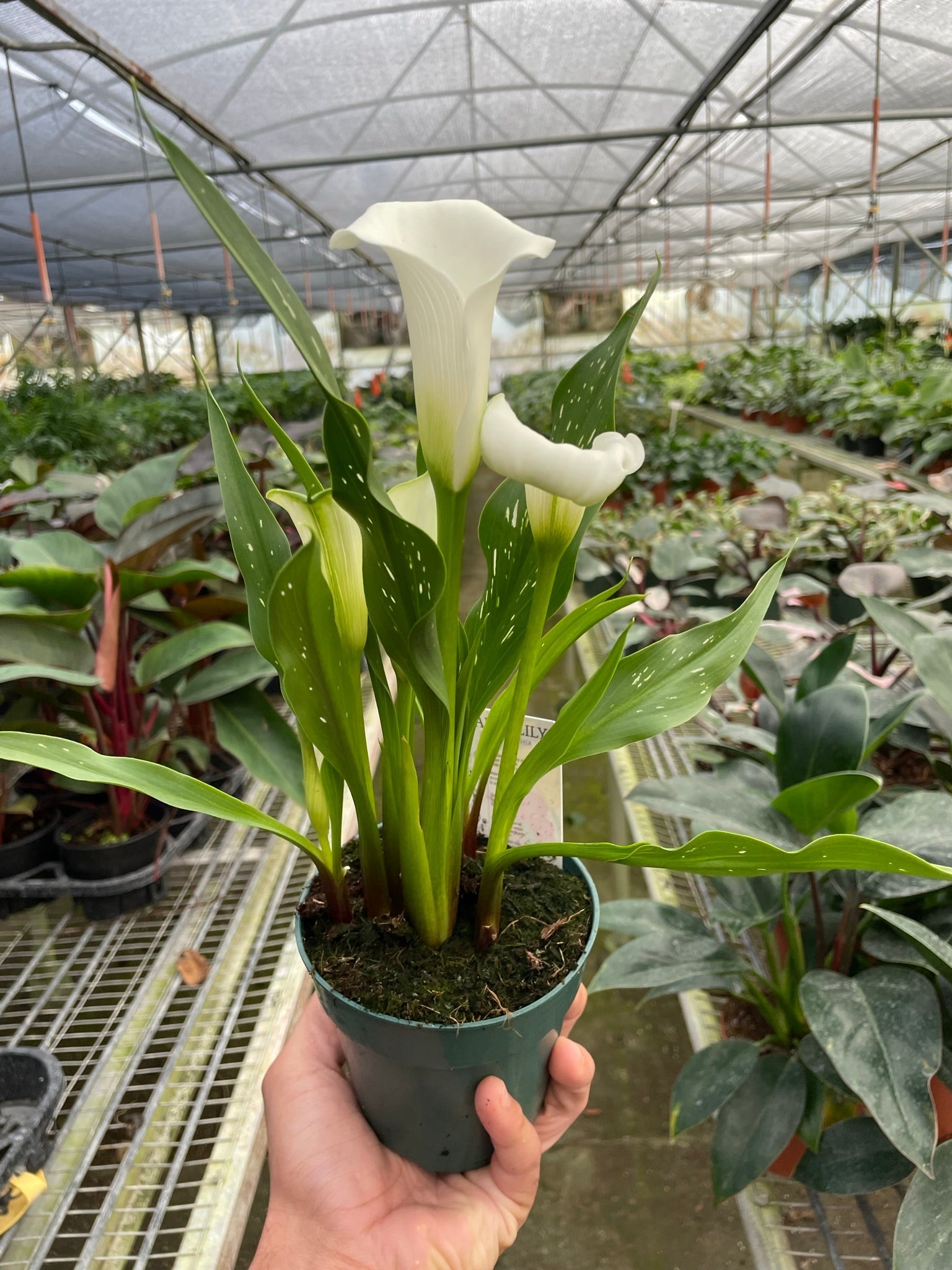 Calla Lily – The Plant Seed
