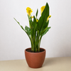 Calla Lily