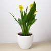 Calla Lily