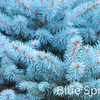 Grow Your Own CHRISTMAS TREE COLLECTION - 4 Gift Packets of Tree Seeds - Fraser Fir, Balsam Fir, Douglas Fir, & Blue Spruce + Free Gift Bag