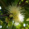 Rose Apple (Syzygium jambos)