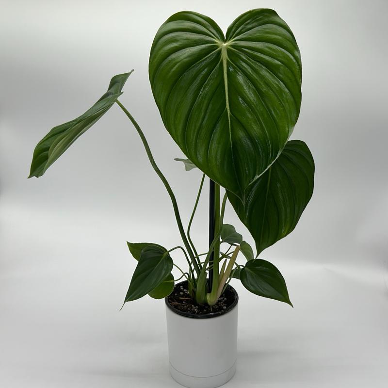 Philodendron McDowell