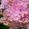 10 QUEEN Of THE PRAIRIE Pink Meadowsweet Filipendula Rubra Flower Seeds