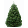 6 ft. Fraser Fir Tree (live cut)
