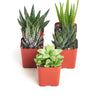 Assorted Mini Aloe & Haworthia Collection