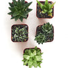 Assorted Mini Aloe & Haworthia Collection
