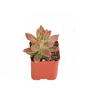 Graptosedum 'California Sunset'
