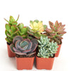 Unique Mini Succulent Collection