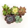 Unique Mini Succulent Collection