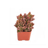 Graptosedum 'Vera Higgins'