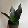 Sansevieria 'Black Dragon'