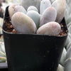 Moonstones Pachyphytum