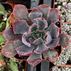 Echeveria Neon Breaker