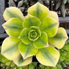 Aeonium Floresens