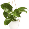 Potted Pothos in Hanging Ceramic Planter with Leather Strap