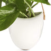 Potted Pothos in Hanging Ceramic Planter with Leather Strap