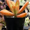Sedum Firestorm