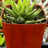 Haworthiopsis Fasciata