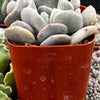 Echeveria Cubic Frost