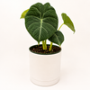 Alocasia Maharanii