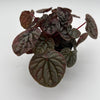 Variegated Peperomia Red Beauty Ripple