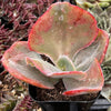 Echeveria Pink Ruffle