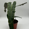 Philodendron Black Billietiae x Atabapoense