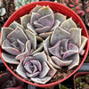 Echeveria 'Perle Von Nurnberg'