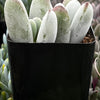 Cotyledon Silver Peak