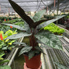 Apoballis 'Purple Sword'