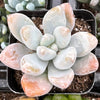 Pachyphytum Blue Haze