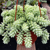 Sedum Donkey's Tail