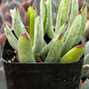 Cotyledon White Sprite