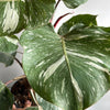 Philodendron White Knight