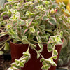 Sedum Little Missy