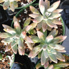 Graptosedum 'Francesco Baldi'