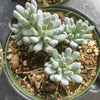 Graptopetalum pachyphyllum 'Bluebean'