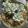 Graptopetalum pachyphyllum 'Bluebean'