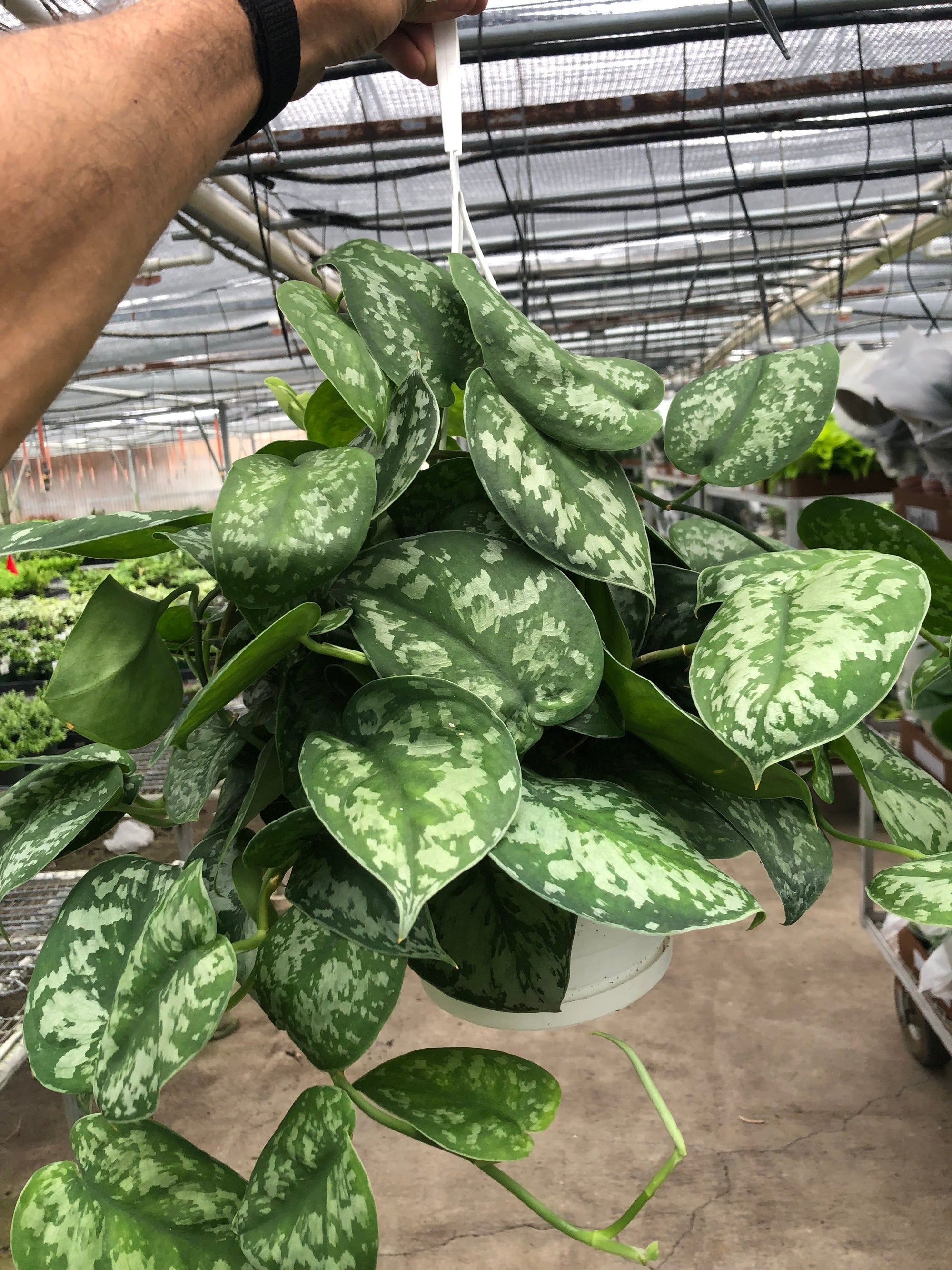 Pothos 'Silver Splash'
