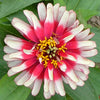 50 CAROUSEL MIX ZINNIA Elegans Carrousel Whirligig Mixed Colors Bicolor Flower Seeds