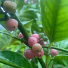 Gin Berry, Ginberry (Glycosmis pentaphylla)