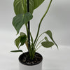 Philodendron McDowell