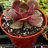 Echeveria Red Ball