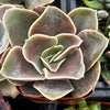 Echeveria Fireglow