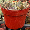 Echeveria 'Perle Von Nurnberg'
