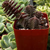 Crassula Pagoda Village