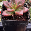 Graptosedum California Sunset