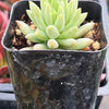 Echeveria Marcus